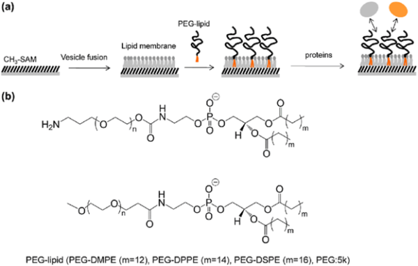 Peg Array PEG Lipids Explained: Structure and Role in LNP Delivery - PurePEG
